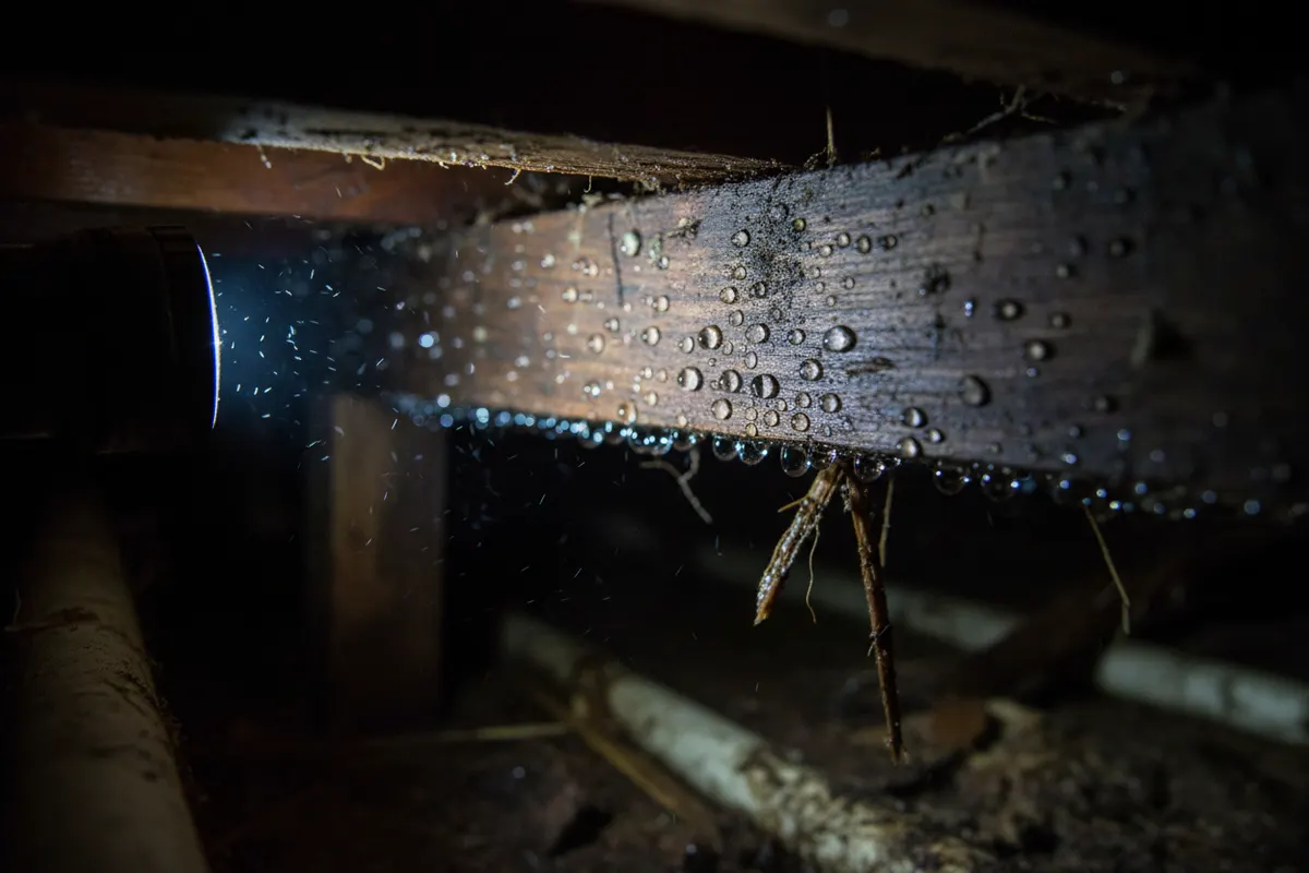 Condensation beading on a floor joist inside a humid Wisconsin crawl space
